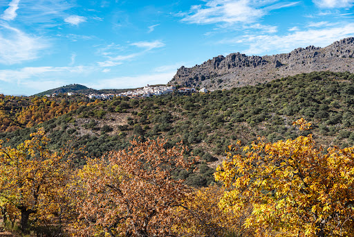 El bosque de cobre. - 29451 Parauta, Málaga, España