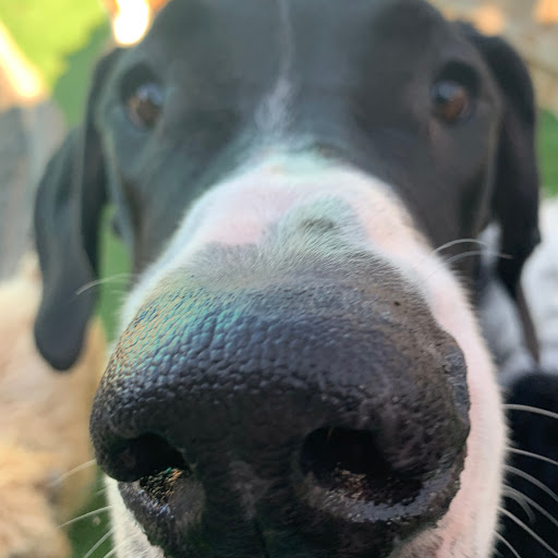 Pet Groomer «Doggie Style Bowtique», reviews and photos, 1713 Westport Rd, Kansas City, MO 64111, USA