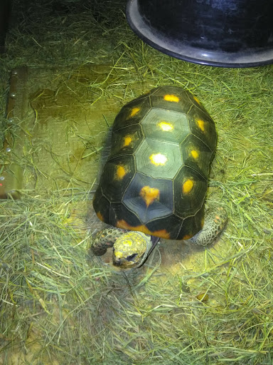 Pet Store «Just Pets», reviews and photos, 393 NY-5, Irving, NY 14081, USA