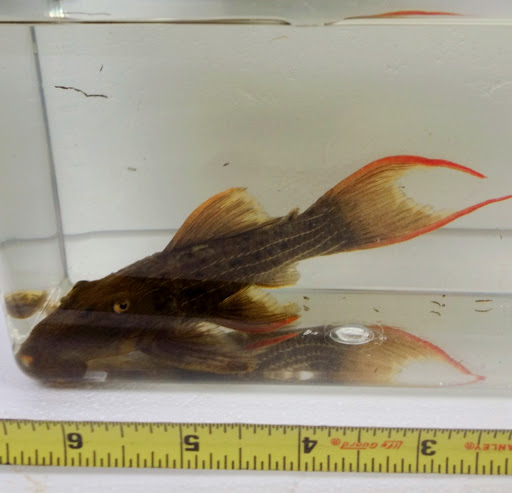 Aquarium «Rift Lake Aquatics», reviews and photos, 6777 Engle Rd j, Cleveland, OH 44130, USA