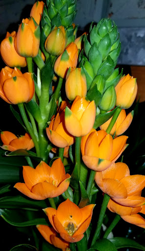 Grocery Store «Safeway», reviews and photos, 406 N Main St, Sebastopol, CA 95472, USA