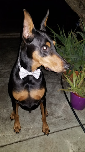 Pet Store «Biscuits», reviews and photos, 223 Jackson St, San Jose, CA 95112, USA