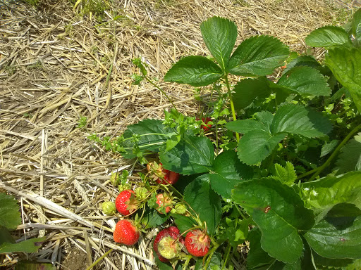 Farm «Four Town Farm», reviews and photos, 90 George St, Seekonk, MA 02771, USA