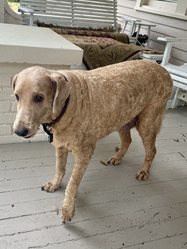 Pet Groomer «Good Dog Legacy LLC», reviews and photos, 19366 Robinwood Ln, Covington, LA 70433, USA