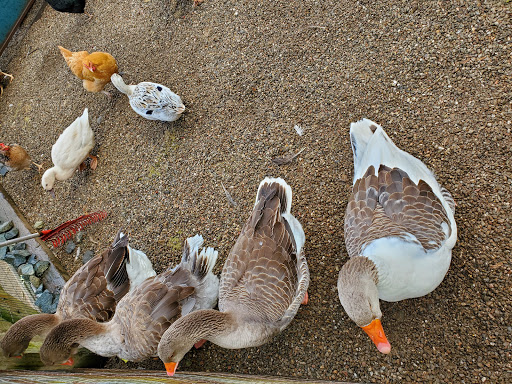 Chicken hatchery Berkeley