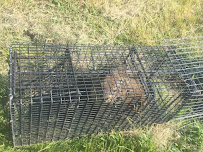 Wildlife Removal Charlotte