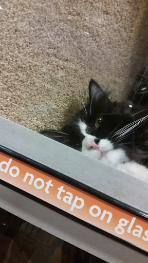Pet Supply Store «PetSmart», reviews and photos, 12483 Limonite Ave, Mira Loma, CA 91752, USA