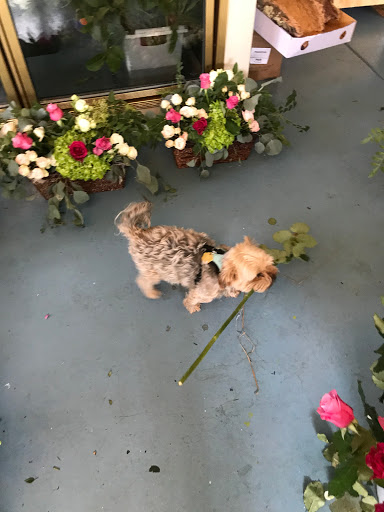 Florist «Frangipani Flowers & Gifts», reviews and photos, 1203 4th St, San Rafael, CA 94901, USA