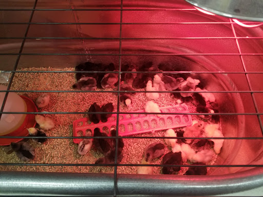 Animal Feed Store «Wilco Farm Store», reviews and photos, 1905 NE Four Acre Pl, Corvallis, OR 97330, USA