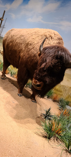 Museum «Texas Ranger Hall of Fame & Museum», reviews and photos, 100 Texas Ranger Trail, Waco, TX 76706, USA