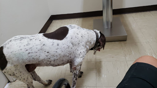 Desert Forest Animal Hospital image