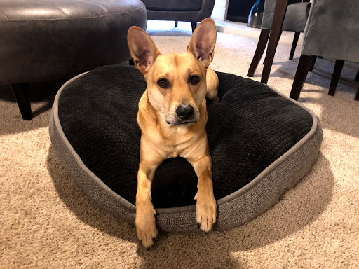 Pet Supply Store «Petco Animal Supplies», reviews and photos, 12163 Sheridan Blvd, Broomfield, CO 80020, USA