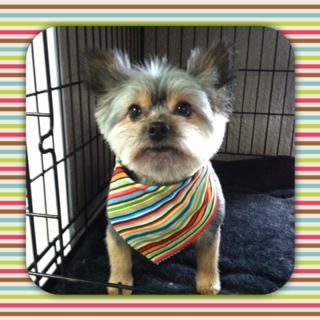 Boutique «Fetching Canine Grooming and Boutique», reviews and photos, 1490 W State Rd 434, Longwood, FL 32750, USA