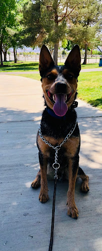 Legit Dog Training - Photo 2 - Car repair in , Spring Valley