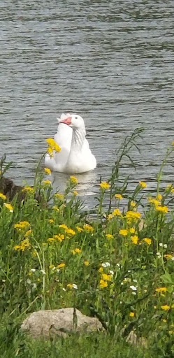 Water Park «Wapakoneta WaterPark», reviews and photos, 106 Hamilton Rd, Wapakoneta, OH 45895, USA