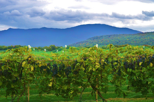 Winery «Boyden Valley Winery & Spirits», reviews and photos, 64 VT-104, Cambridge, VT 05444, USA