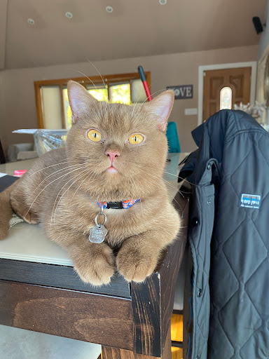 InterPets.NYC - British Shorthair Kittens