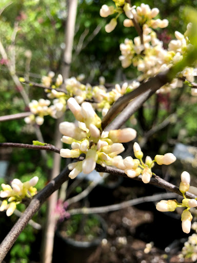 Garden Center «Stonewall Garden Center», reviews and photos, 4675 PA-447, Canadensis, PA 18325, USA