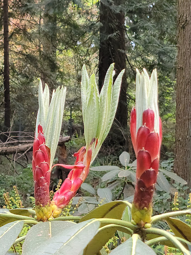 Botanical Garden «Rhododendron Species Botanical Garden», reviews and photos, 2525 S 336th St, Federal Way, WA 98003, USA