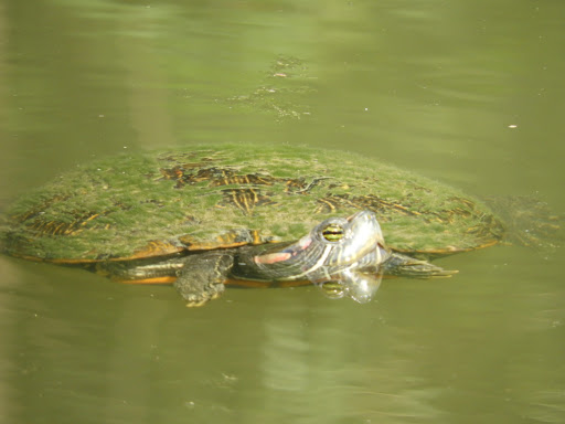 Park «Tom Slick Park / Dog Park», reviews and photos, 7400 Texas 151 Access Rd, San Antonio, TX 78227, USA