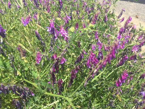 Produce Market «Clements Ridge Produce», reviews and photos, 23225 CA-88, Clements, CA 95227, USA