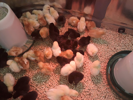 Department Store «Coastal Farm & Ranch», reviews and photos, 1900 McLoughlin Blvd, Oregon City, OR 97045, USA