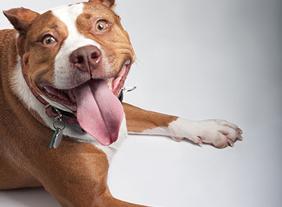 Pet Supply Store «The Big Bad Woof Takoma», reviews and photos, 6960 Maple St NW, Washington, DC 20012, USA