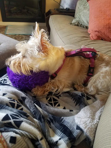 Pet Supply Store «Wilsonville- Natures Pet», reviews and photos, 9740 SW Wilsonville Rd #210, Wilsonville, OR 97070, USA