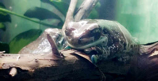 Museum «Tropical Discovery», reviews and photos, 2900 E 23rd Ave, Denver, CO 80205, USA