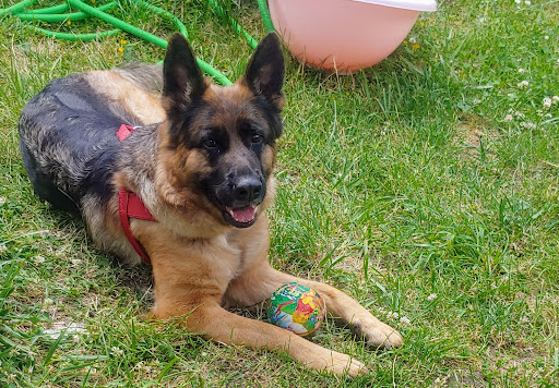 Dipl. vet. med. Steffen Venske unter Stralsund, Mecklenburg-Vorpommern