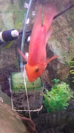 Pet Supply Store «Petland Discounts - Austin Street», reviews and photos, 70-44 Austin St, Queens, NY 11375, USA