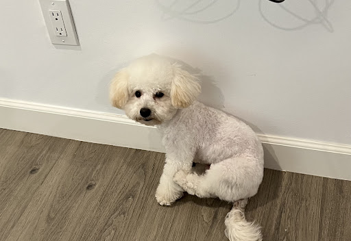 Paw Paw Pet Grooming image