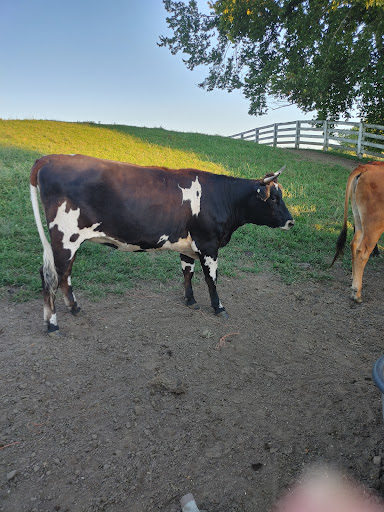 Bed & Breakfast «Shamrock Farm Bed & Breakfast», reviews and photos, 2388 Millville Rd, Lapeer, MI 48446, USA