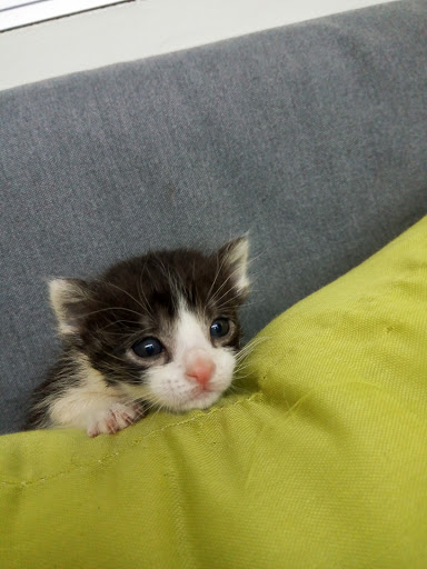 Clínica Veterinaria Margus en Medina del Campo