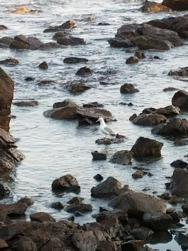 Garden «Lynch Park Rose Garden», reviews and photos, Lynch Park, Beverly, MA 01915, USA