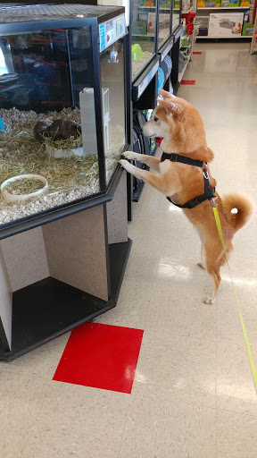 Pet Supply Store «Petco Animal Supplies», reviews and photos, 436 E Rollins Rd, Round Lake Beach, IL 60073, USA