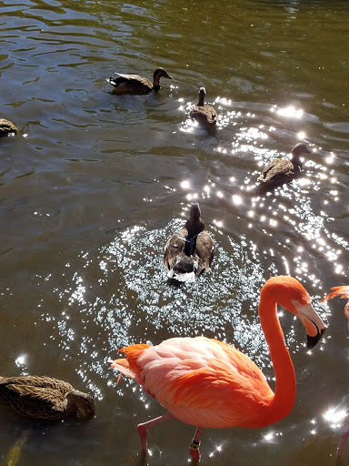 Zoo «Sarasota Jungle Gardens», reviews and photos, 3701 Bay Shore Rd, Sarasota, FL 34234, USA