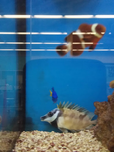 Pet Supply Store «Petco Animal Supplies», reviews and photos, 1520 Military Rd #130, Niagara Falls, NY 14304, USA