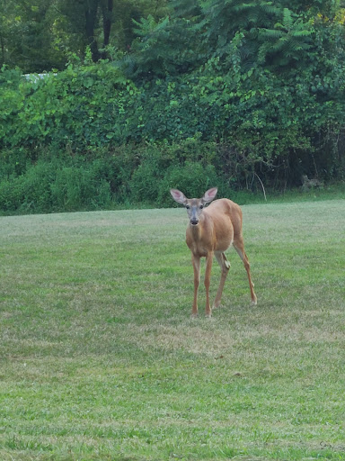 Resort «Villa Roma Resort», reviews and photos, 356 Villa Roma Rd, Callicoon, NY 12723, USA