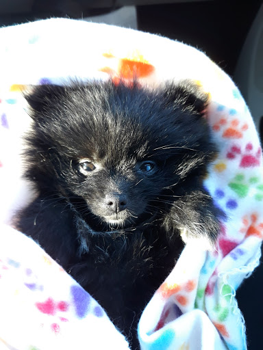 Pet Store «Everything Pet», reviews and photos, 3616 N Fry Rd, Katy, TX 77449, USA