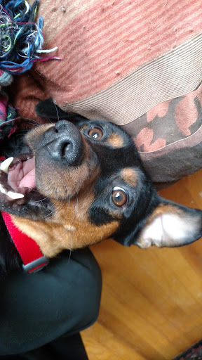 Pet Supply Store «Pet Supplies Plus», reviews and photos, 283 Middle Turnpike W, Manchester, CT 06040, USA