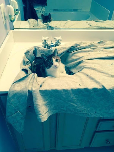 Painter «Fastrac Painting», reviews and photos, 1529 Weatherstone Dr, Ann Arbor, MI 48108, USA