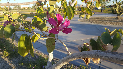 Park «Rio Salado Park», reviews and photos, 80 West Rio Salado Parkway, Tempe, AZ 85281, USA