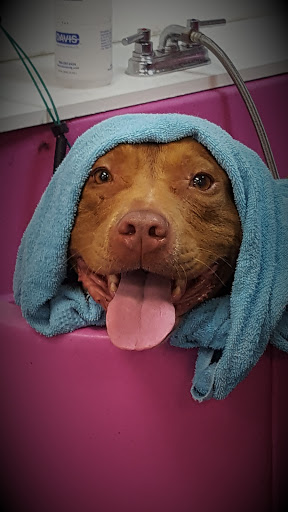 Pet Groomer «A Klassy Lassie, LLC», reviews and photos, 30 Old Jackson Rd, McDonough, GA 30252, USA