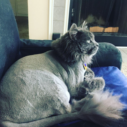 Pet Supply Store «Petco Animal Supplies», reviews and photos, 1350 S Ironton St #120, Aurora, CO 80012, USA