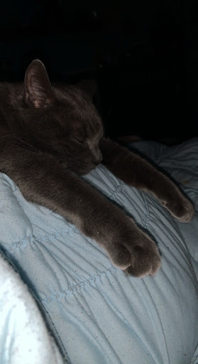 Pet Supply Store «PetPeople», reviews and photos, 2484 E 146th St, Carmel, IN 46033, USA