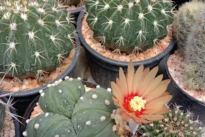 Lookma cactus ลูกมะ แคคตัส สวนกระบองเพชร image