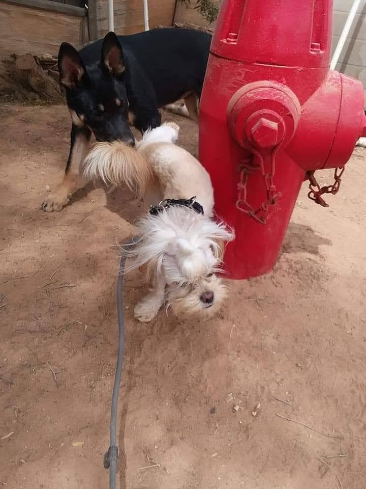 Desert Dog Training