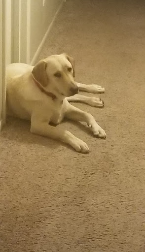 Pet Supply Store «PetSmart», reviews and photos, 7290 W Bell Rd, Glendale, AZ 85308, USA