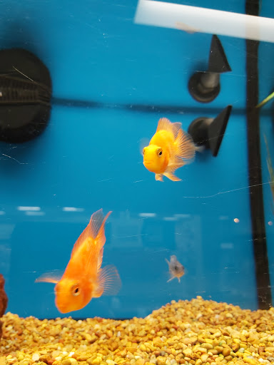 Pet Supply Store «Petco Animal Supplies», reviews and photos, 1060 U.S. 9, Parlin, NJ 08859, USA